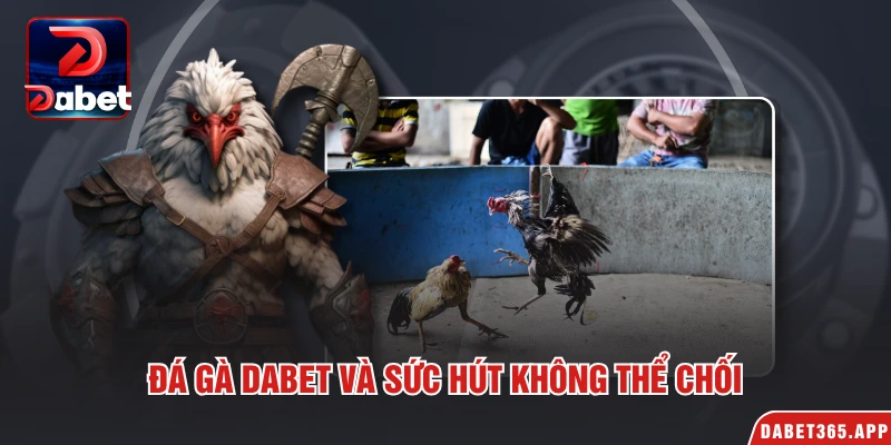 Đá gà Dabet và sức hút không thể chối