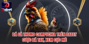 Đá Gà Thomo Campuchia Trên Dabet - Cược Đã Tay, Xem Cực Mê