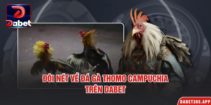 Đôi nét về đá gà Thomo Campuchia trên Dabet
