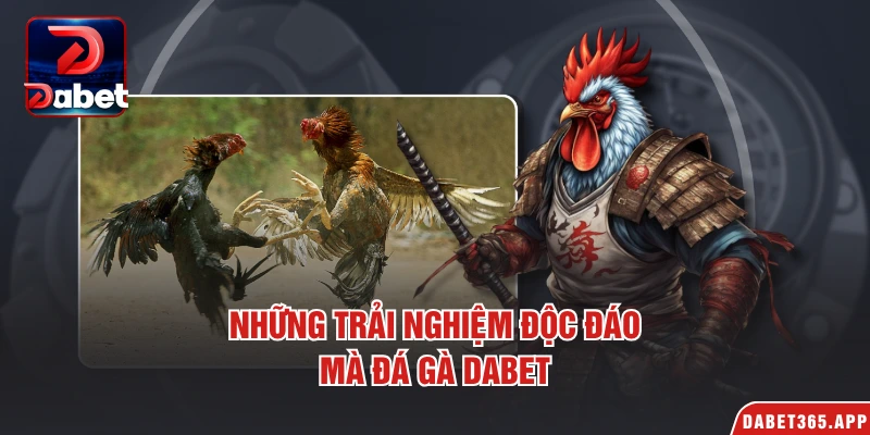 Những trải nghiệm độc đáo mà đá gà Dabet